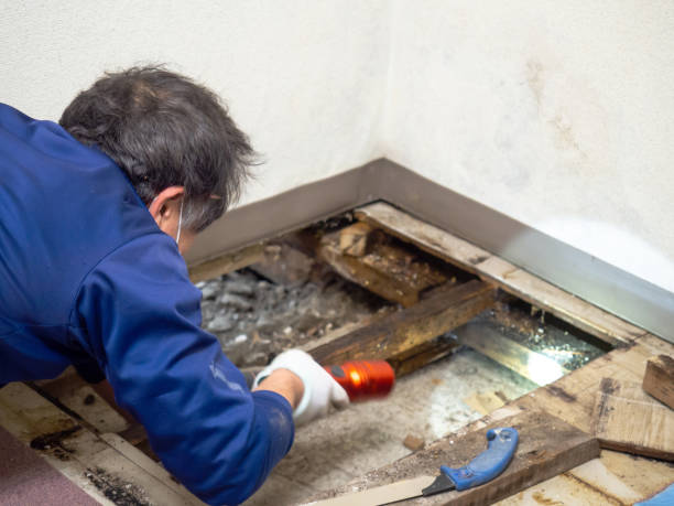 Best Local Mold Removal Service  in Marion, IL