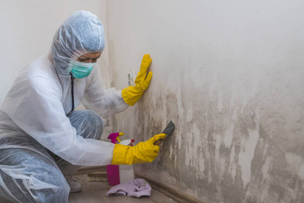 Best Same-Day Mold Removal  in Marion, IL