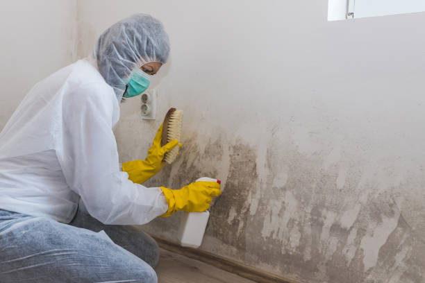 Best Residential Mold Removal  in Marion, IL