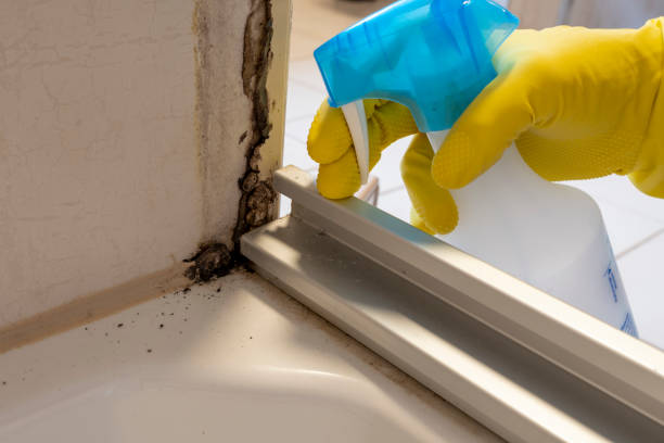 Reliable Marion, IL Mold Removal Solutions
