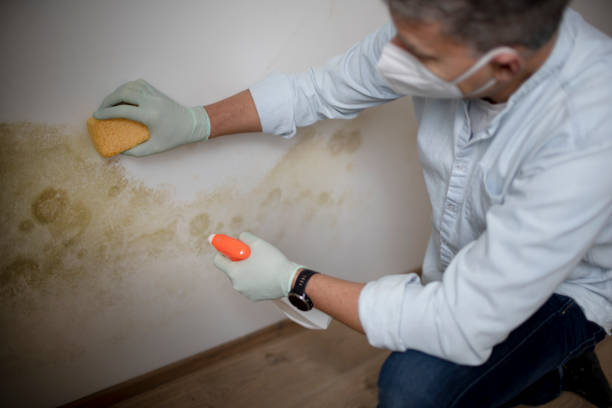 Best Home Mold Removal  in Marion, IL