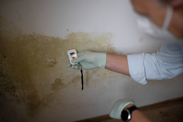 Best Office Mold Removal Services  in Marion, IL