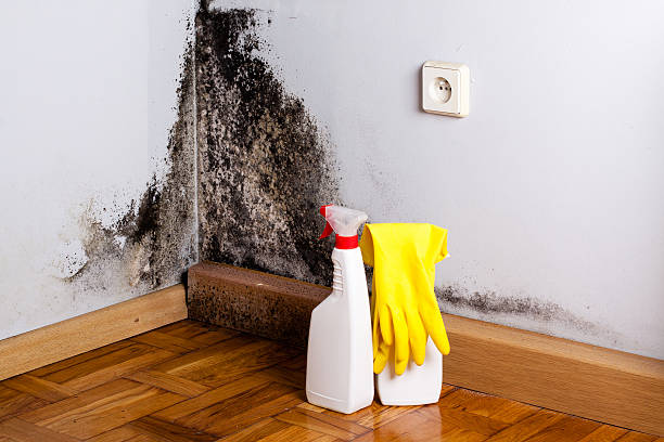 Best Affordable Mold Removal  in Marion, IL