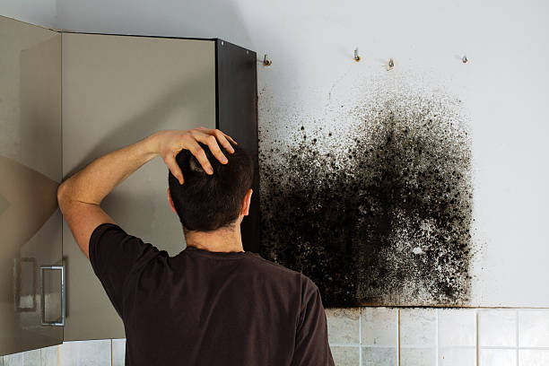 Best Toxic Mold Removal  in Marion, IL