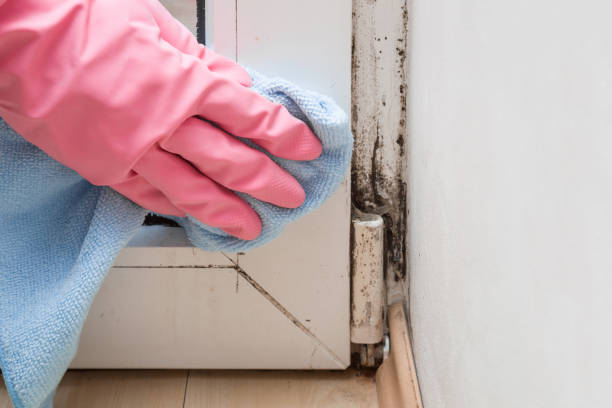 Crawl Space Mold Removal in Marion, IL
