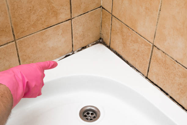 Best Commercial Mold Removal  in Marion, IL